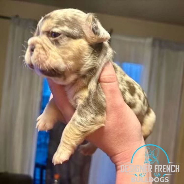 Lilac Merle french bulldog