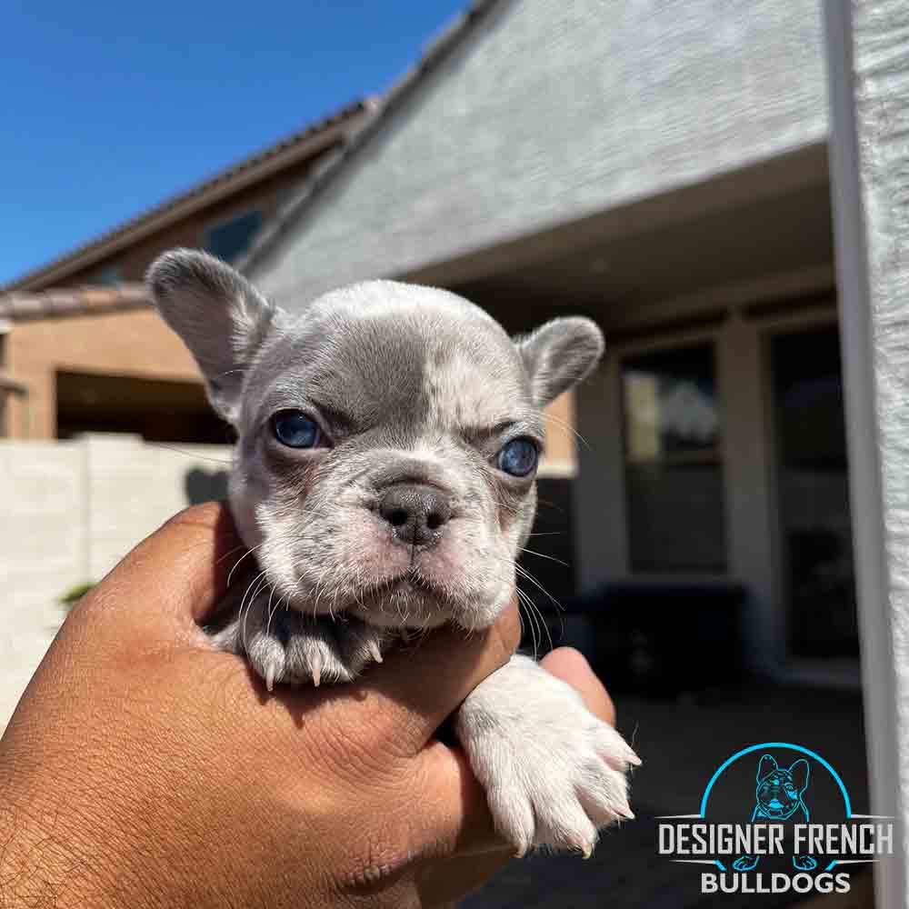 lilac merle french bulldog