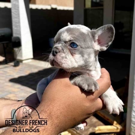 lilac merle french bulldog