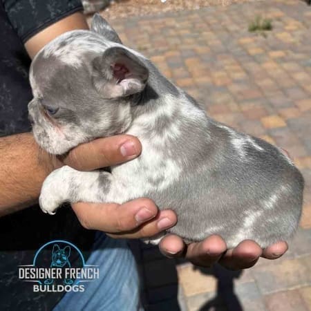 best Frenchie Breeders