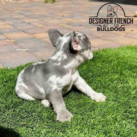 lilac merle Frenchie