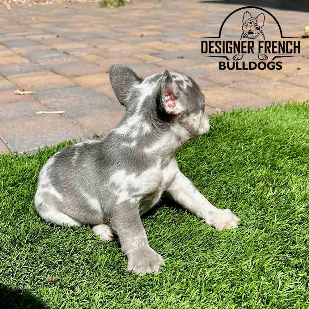 lilac merle frenchie