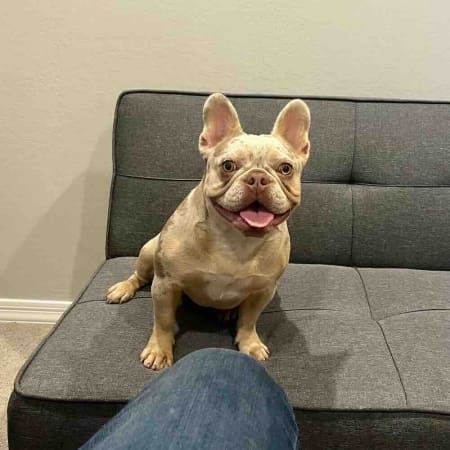 Are Isabella French Bulldogs healthy?