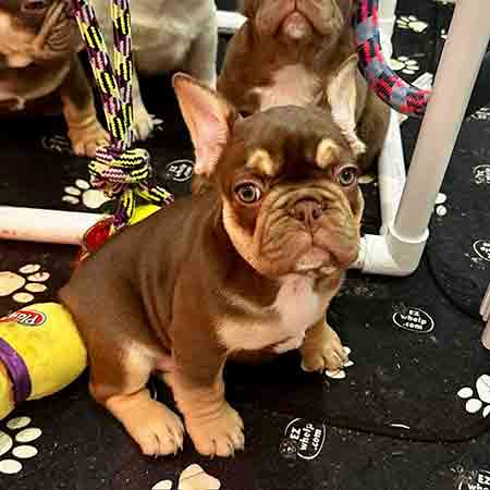 Rojo French Bulldog Rojo Frenchie for sale