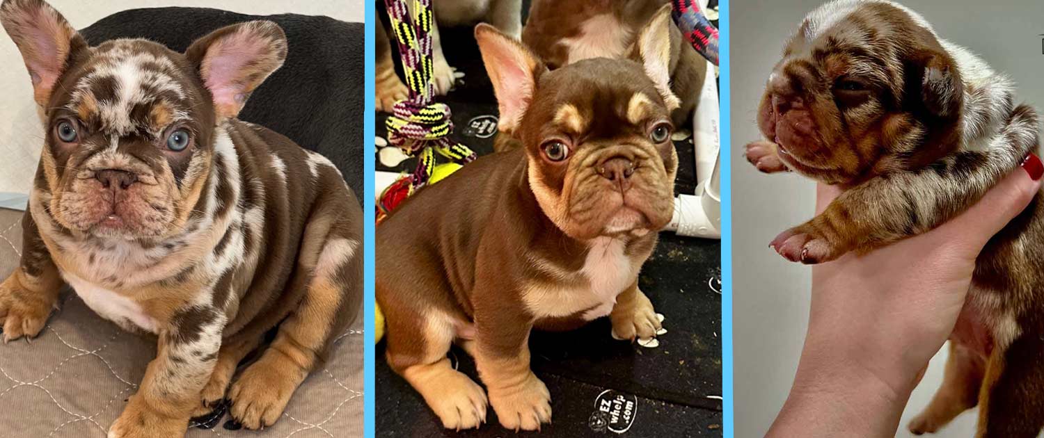 French Bulldog puppies Frenchies for sale