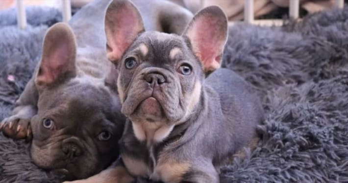 French bulldog color chart