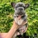 French bulldog puppies for sale