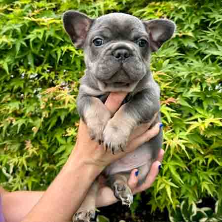 French bulldog puppies for sale
