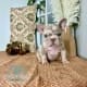 Frenchie puppies for sale