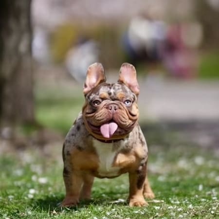 Best Frenchie breeders