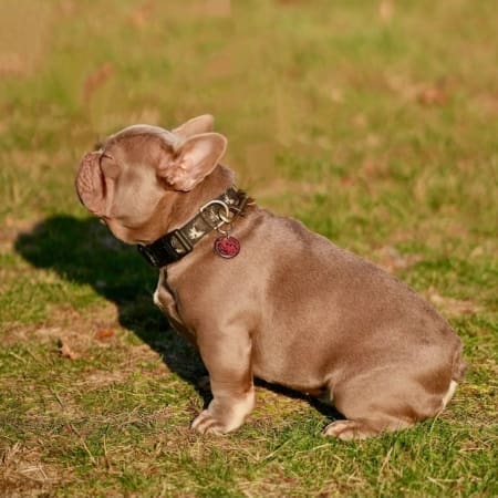 Isabella French bulldog for sale