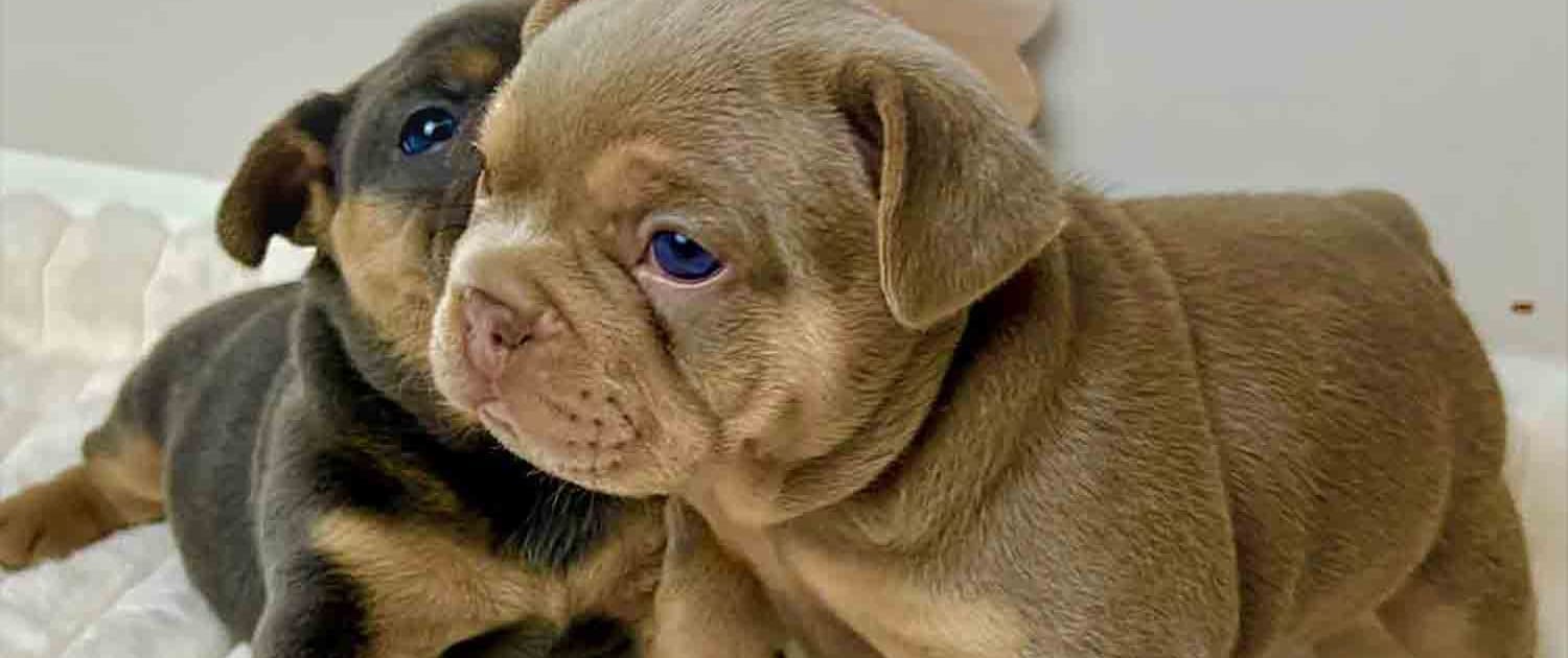 Isabella Frenchie Puppies Isabella French Bulldog