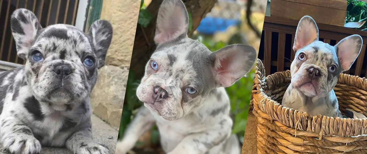 Merle French Bulldogs for sale