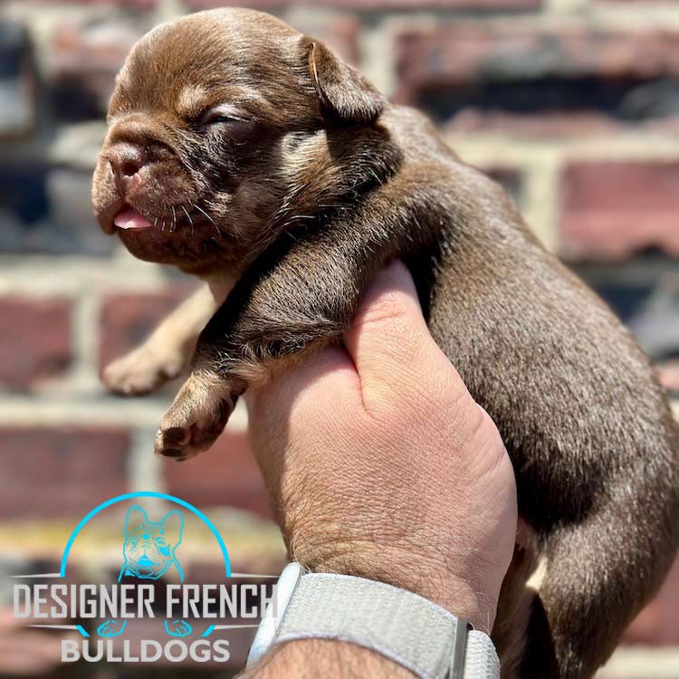 Rojo French bulldog for sale