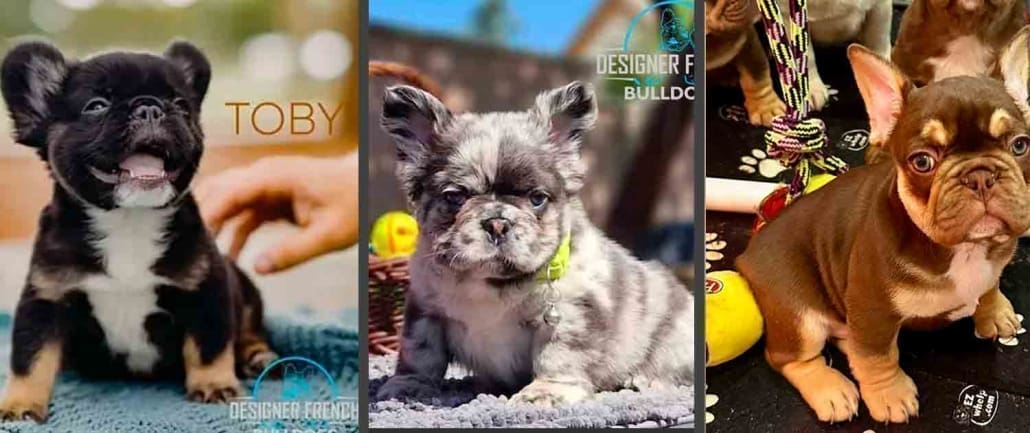 Frenchies for sale Texas