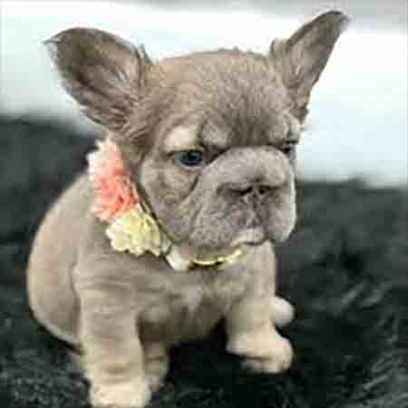 big rope Fluffy Frenchie puppy