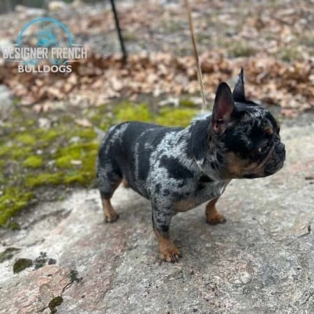 black and tan French bulldog