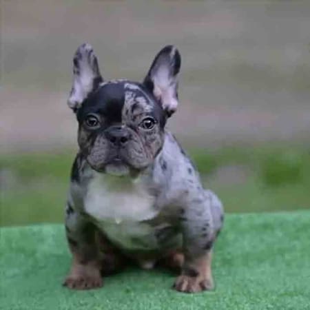 Frenchie breeders near me