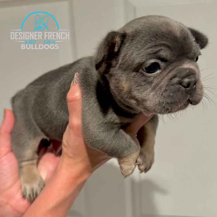 French bulldog blue