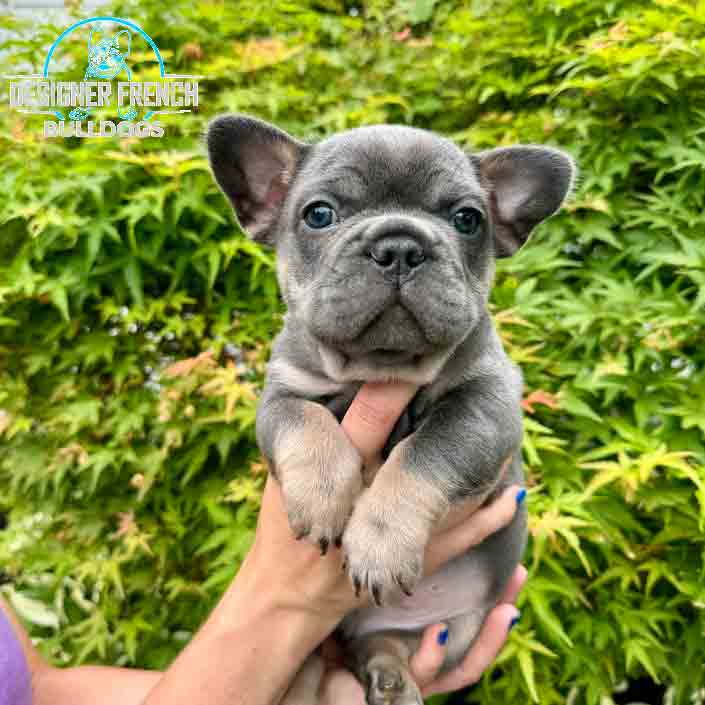 blue Frenchie for sale