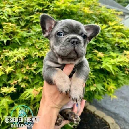 blue fFrench bulldog price