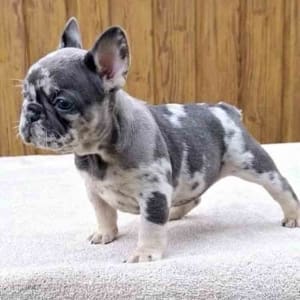 blue merle Frenchie puppy
