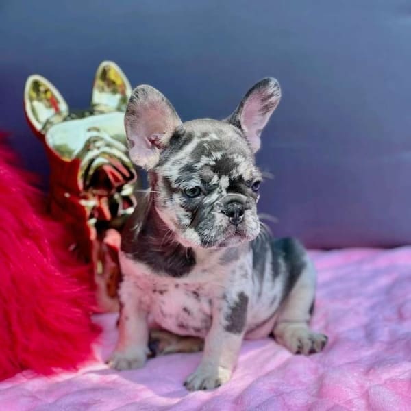 Red Thread Frenchie Big Rope Frenchie for sale | Big rope Frenchies for sale best prices