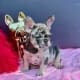 French bulldogs for sale