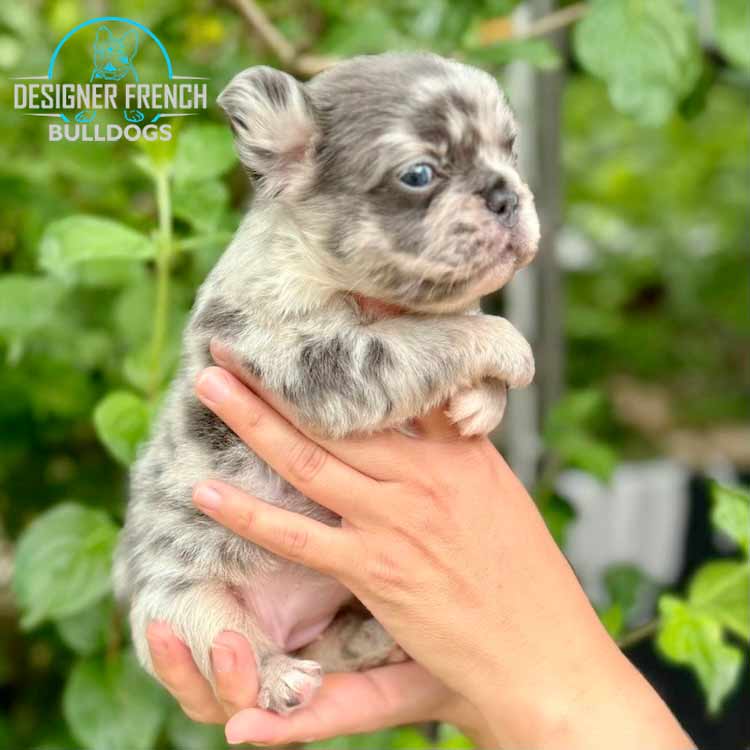 fluffy blue merle French bulldog for sale