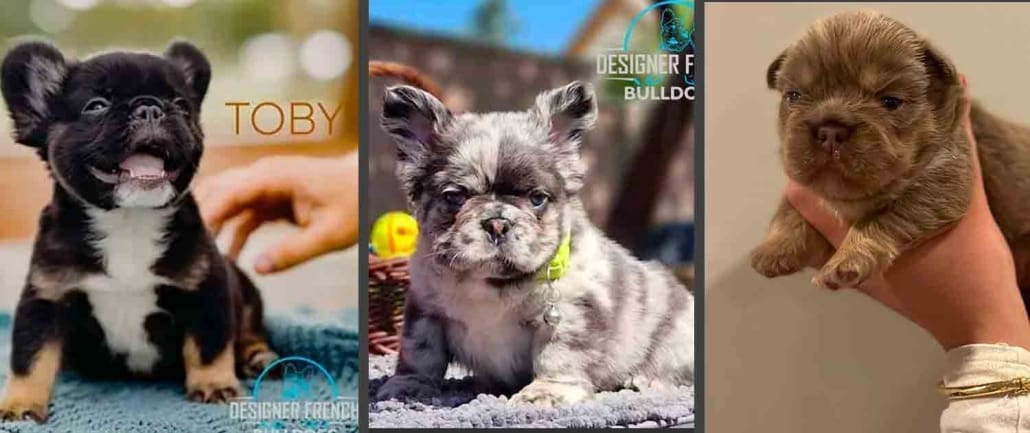 Fluffy Frenchies for sale fluffy Frenchie puppies for sale