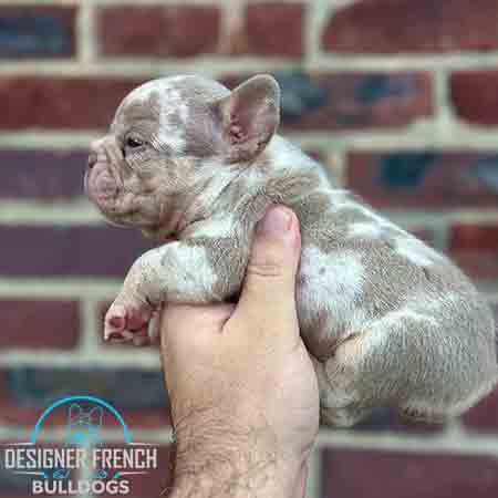 Isabella Merle Frenchie price Isabella Merle French bulldog cost