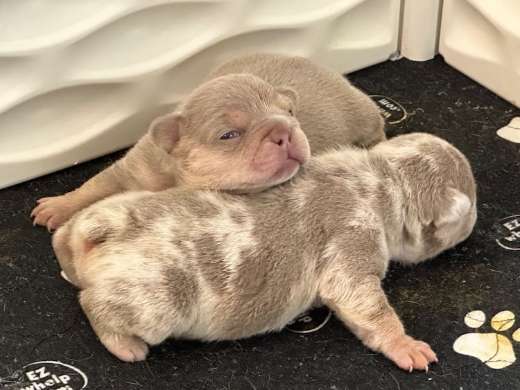 new shade isabella frenchie