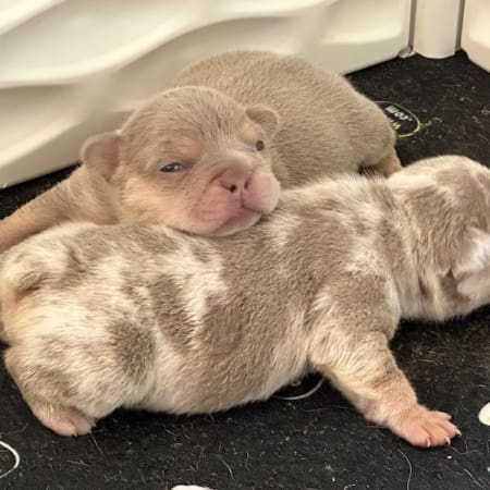 newshade isabella french bulldog puppies