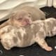 newshade isabella french bulldog puppies