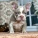 Isabella Frenchie for sale