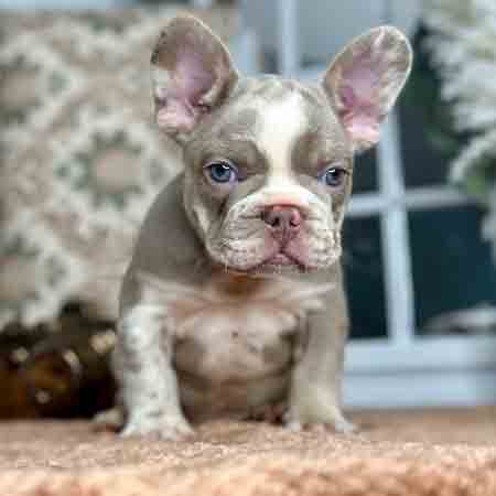 Isabella Frenchie for sale