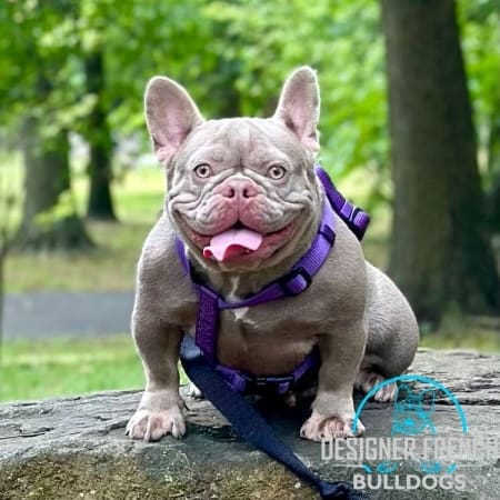 Isabella French Bulldog for sale