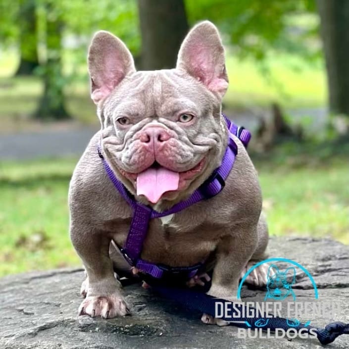 Isabella French bulldog cost