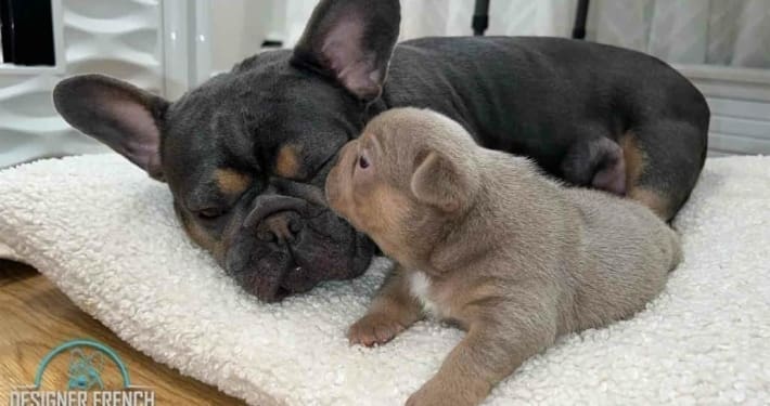 French bulldog babies for sale