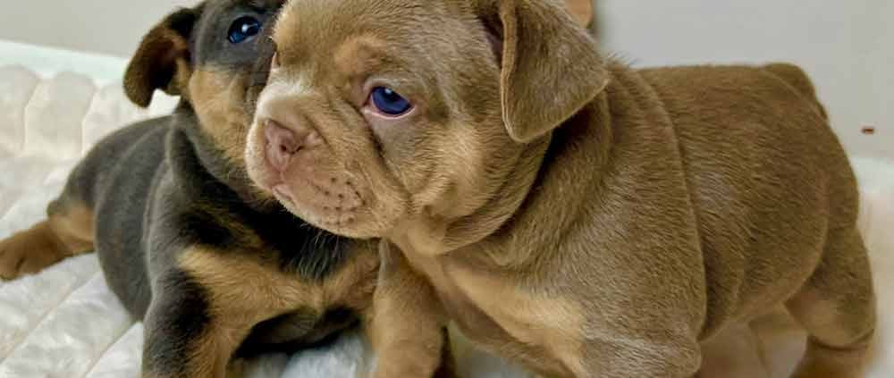 Isabella Frenchie Puppies