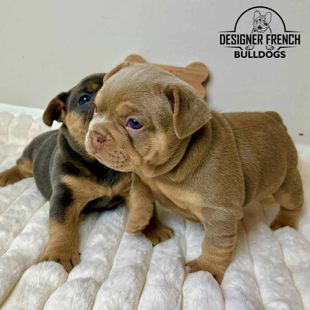 Isabella Frenchie Puppies