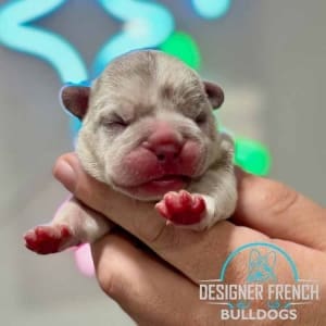 Isabella Frenchie puppy for sale