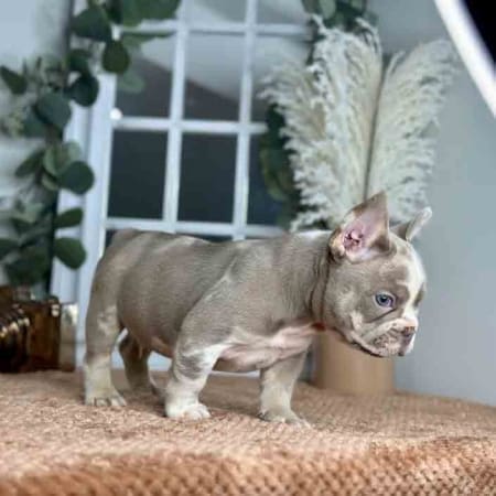 Isabella French bulldog cost