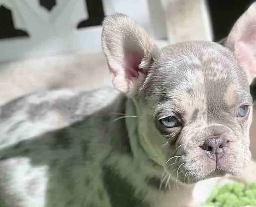Lilac Merle French Bulldog puppies Lilac Merle Frenchie