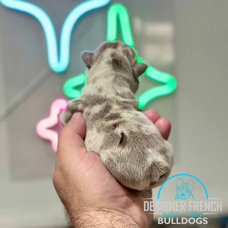 Isabella Merle Frenchie price