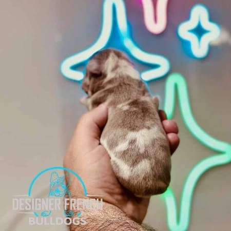 Isabella Merle Frenchie