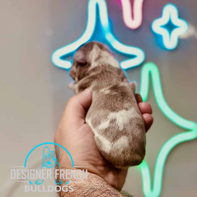 Isabella Merle Frenchie