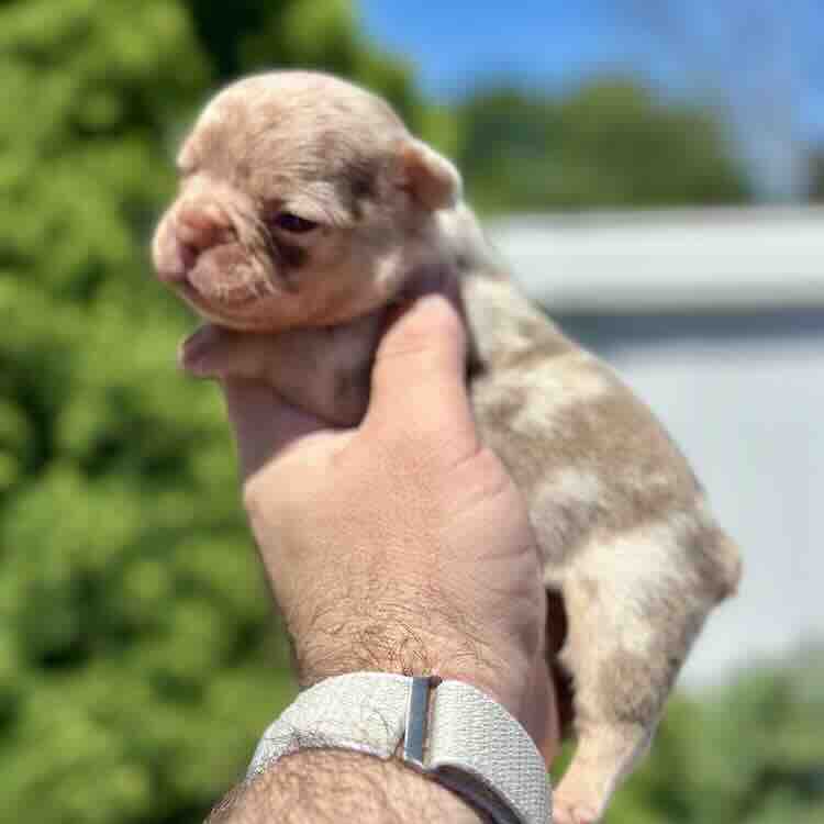 Newshade Rojo Merle French bulldog puppy