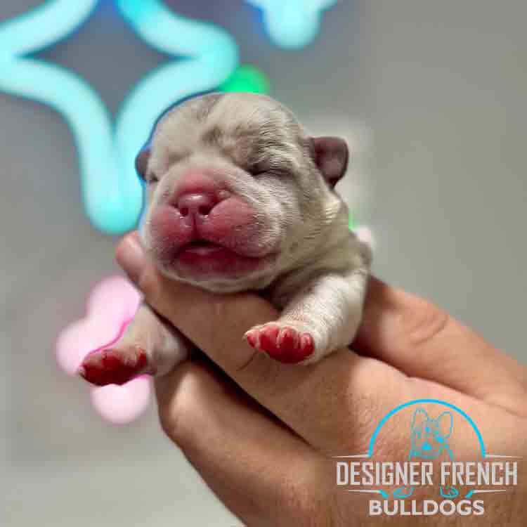 Isabella Merle French Bulldog puppy
