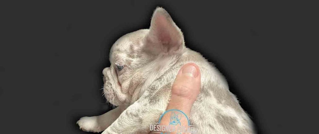 Isbaella Merle French Bulldog